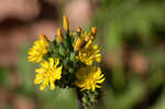 Oriental false hawksbeard